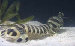 <strong>螳螂虾有哪些饮食习性，捕食猎物的方式是什么样的？</strong>