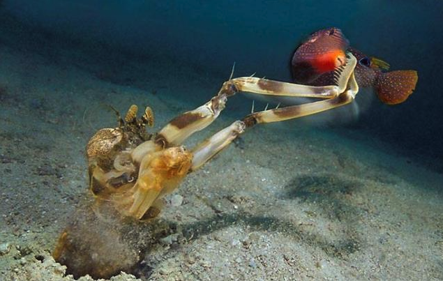 螳螂虾有哪些饮食习性，捕食猎物的方式是什么样的？