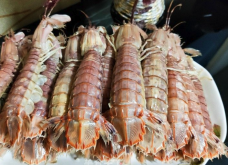 螳螂虾有哪些形态特征，主要分布在哪些海域？