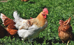 <strong>鸡感染气囊病是什么原因引起的，有哪些治疗方法？</strong>