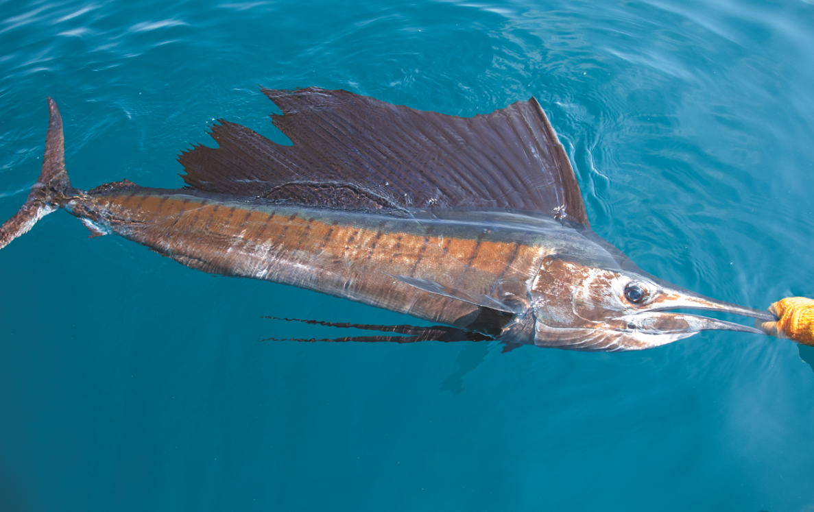 印度洋旗鱼有什么饮食习性，如何用钓竿捕捞?