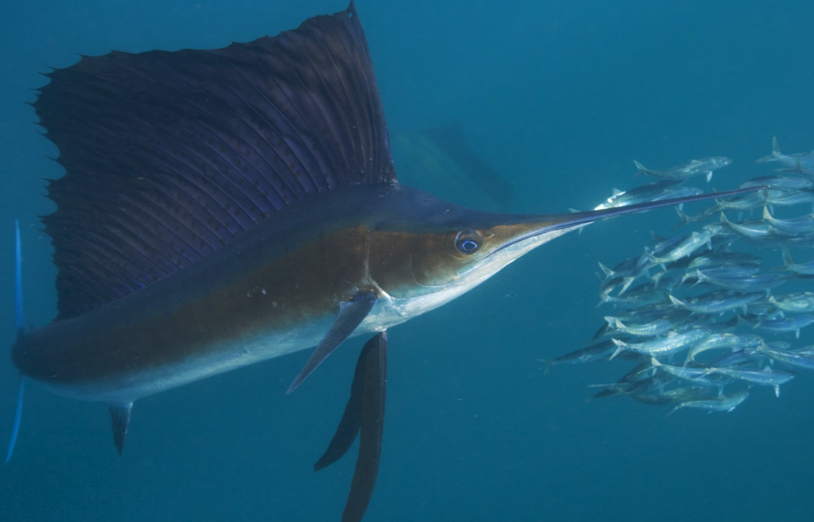 印度洋旗鱼有什么饮食习性，如何用钓竿捕捞?