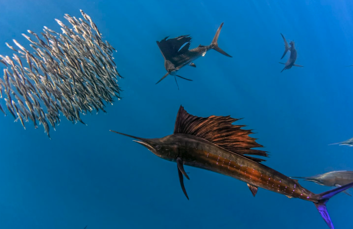 大西洋蓝枪鱼在捕捞过程中需要注意什么，被刺伤如何处理?