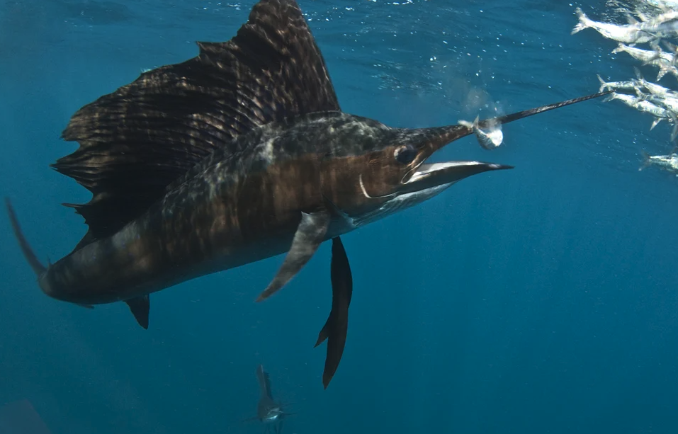 大西洋蓝枪鱼在捕捞过程中需要注意什么，被刺伤如何处理?