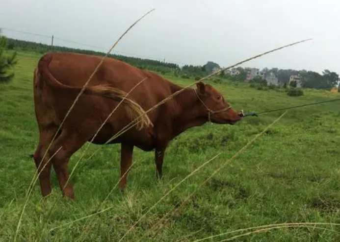 肉牛养殖技术和管理方法