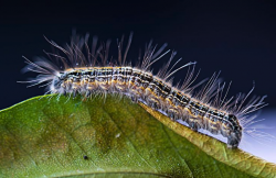 黄褐天幕毛虫对梅花生长有什么影响?