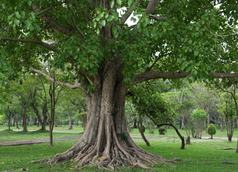 菩提树有什么形态特征，主要分布在哪些地区?