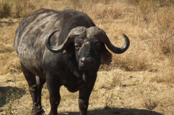 <strong>非洲水牛有哪些饮食习性，有什么价值?</strong>