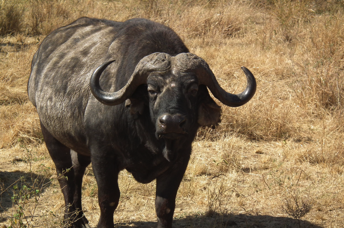 非洲水牛有哪些饮食习性，有什么价值?