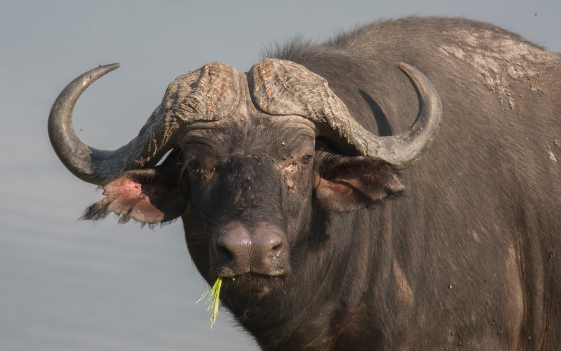 非洲水牛有哪些饮食习性，有什么价值?
