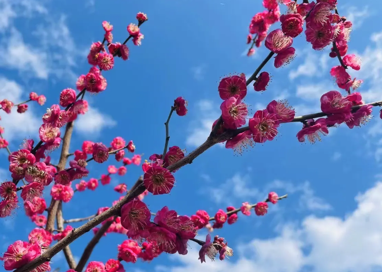 梅花出现白粉病有哪些症状，如何进行防治?