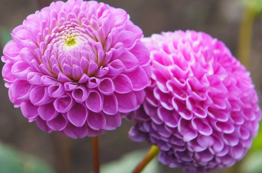 大丽花如何培育种子，花期在什么时候?