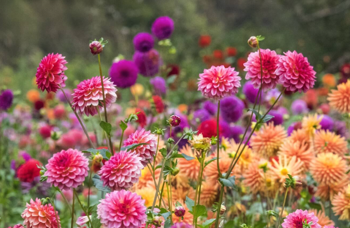 大丽花如何培育种子，花期在什么时候?