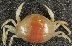<strong>豆蟹是什么生物，对海参养殖有没有影响，如何消灭豆蟹?</strong>