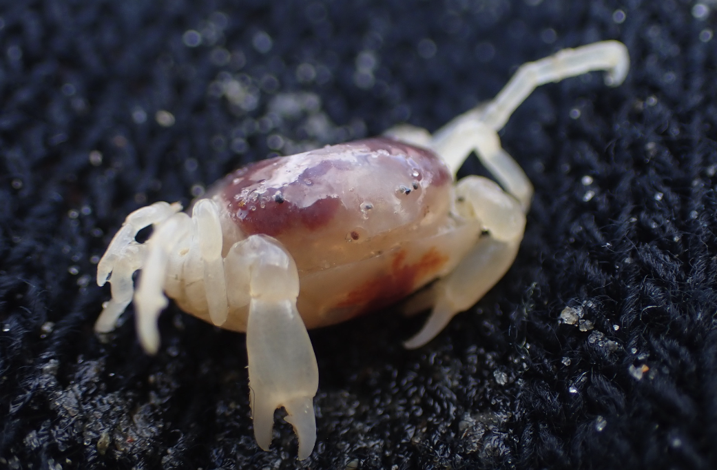 豆蟹是什么生物，对海参养殖有没有影响，如何消灭豆蟹?