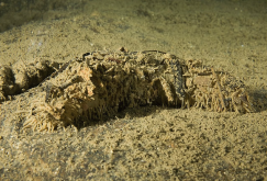 肠间海参有什么形态特点，分布在哪些地区?