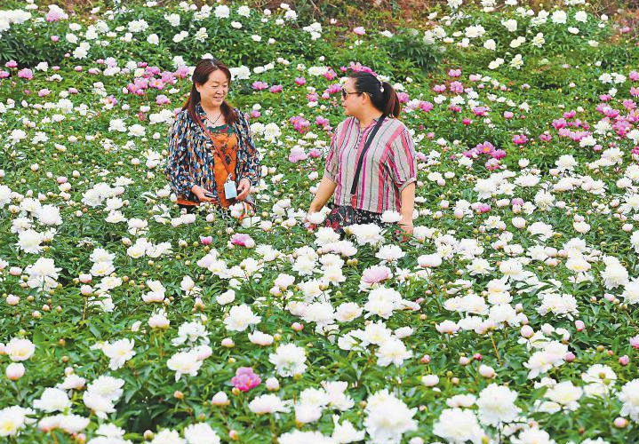 芍药在早春解冻后种植有哪些好处，需要注意什么？