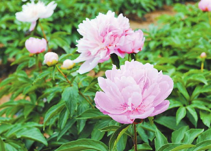 芍药在早春解冻后种植有哪些好处，需要注意什么？