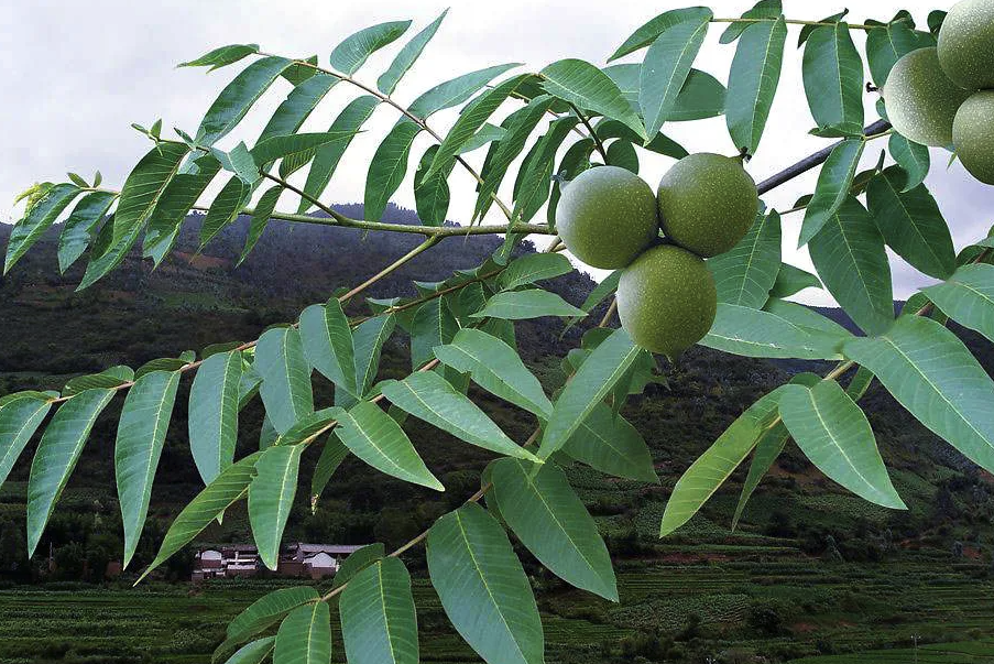 日本核桃对种植环境有哪些要求，对水分和光照有哪些要求？