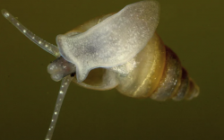 陆氏脆螺有哪些生态习性和饮食习性？