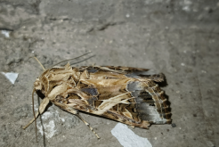 棉夜蛾的生长周期多久，什么阶段消灭最有效果?