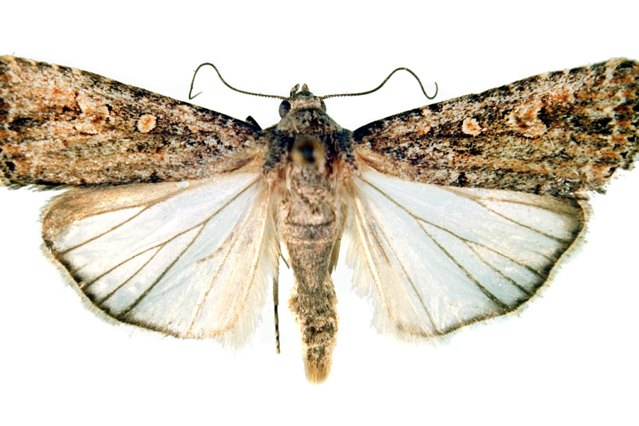 棉夜蛾是什么害虫，有哪些生态习性?