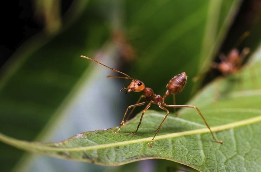 红蚂蚁可以消灭甘薯茎螟吗，如何引进？