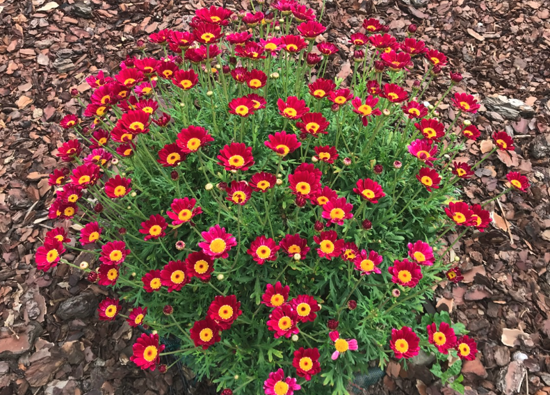 红花除虫菊如何进行种植，花期在什么时候?