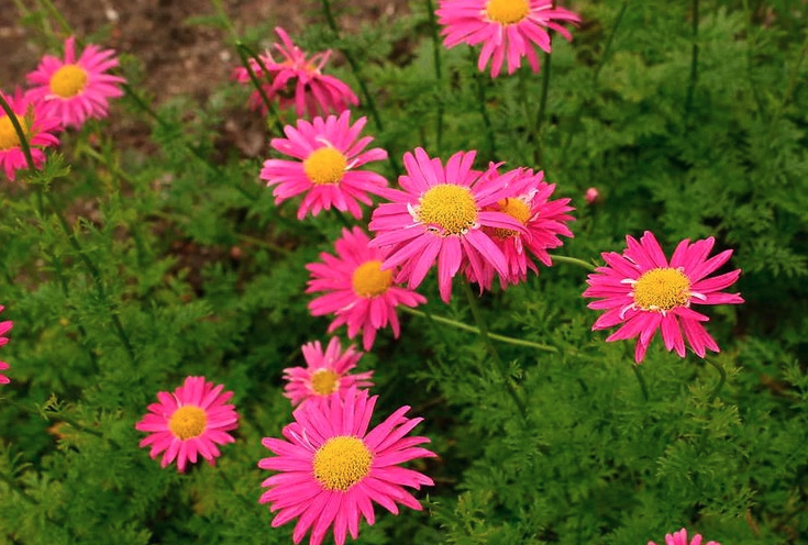 红花除虫菊如何进行繁殖，有哪些方式?