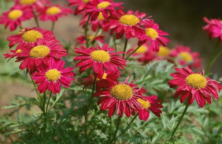 红花除虫菊培育种子和催芽的方法?