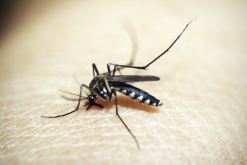 如何消灭蚊子幼虫，有哪些方法？