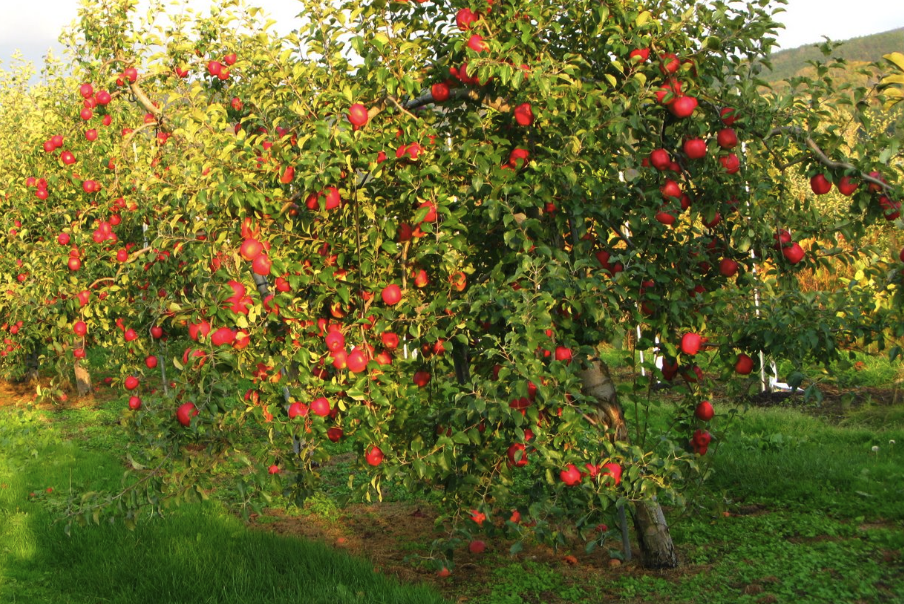 青虫菌是什么菌类，可以用来消灭苹果树害虫吗?