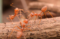 <strong>黄猄蚁可以用来消灭柑桔的害虫吗，需要注意什么？</strong>