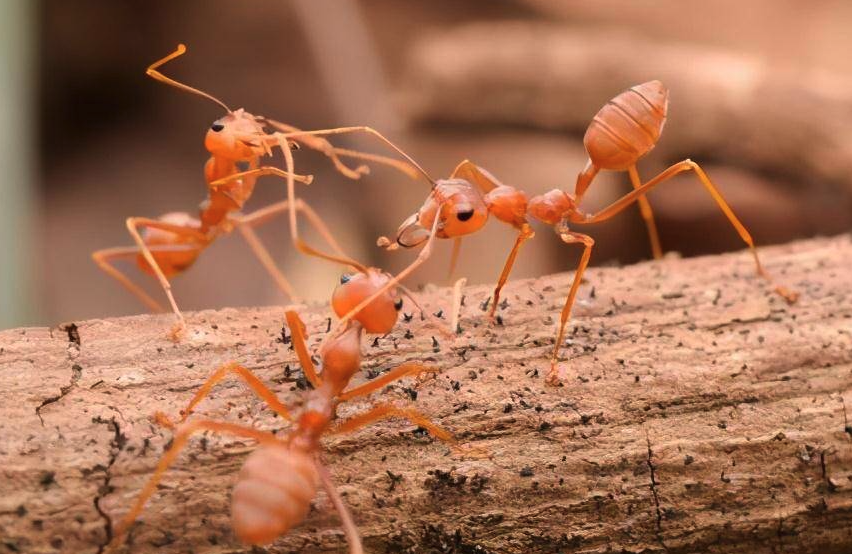 黄猄蚁可以用来消灭柑桔的害虫吗，需要注意什么？
