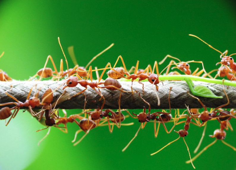 黄猄蚁可以用来消灭柑桔的害虫吗，需要注意什么？