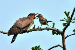 大杜鹃鸟有哪些饮食习性，可以捕食哪些害虫?
