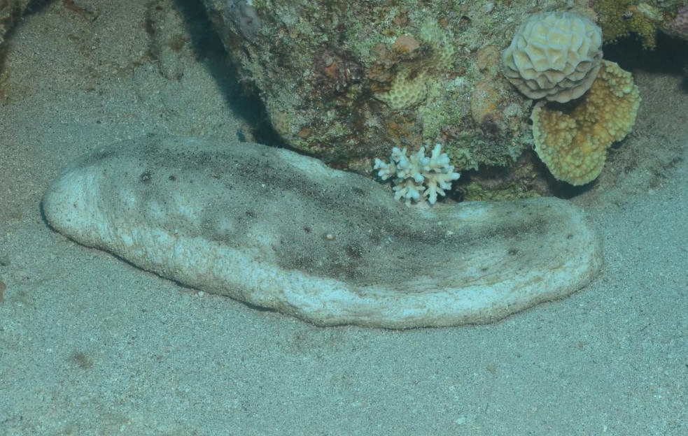 黄乳海参的生长周期是多久，饵料如何投喂?