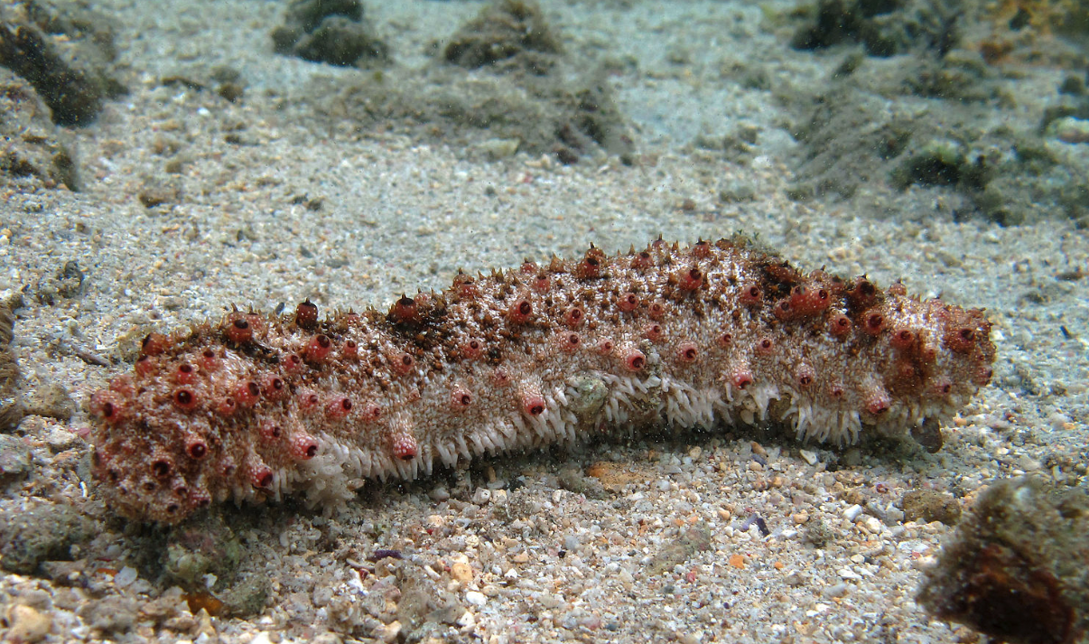 黄乳海参的生长周期是多久，饵料如何投喂?