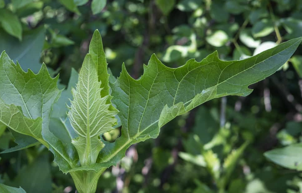 串叶松香草的种植方法和注意事项介绍?