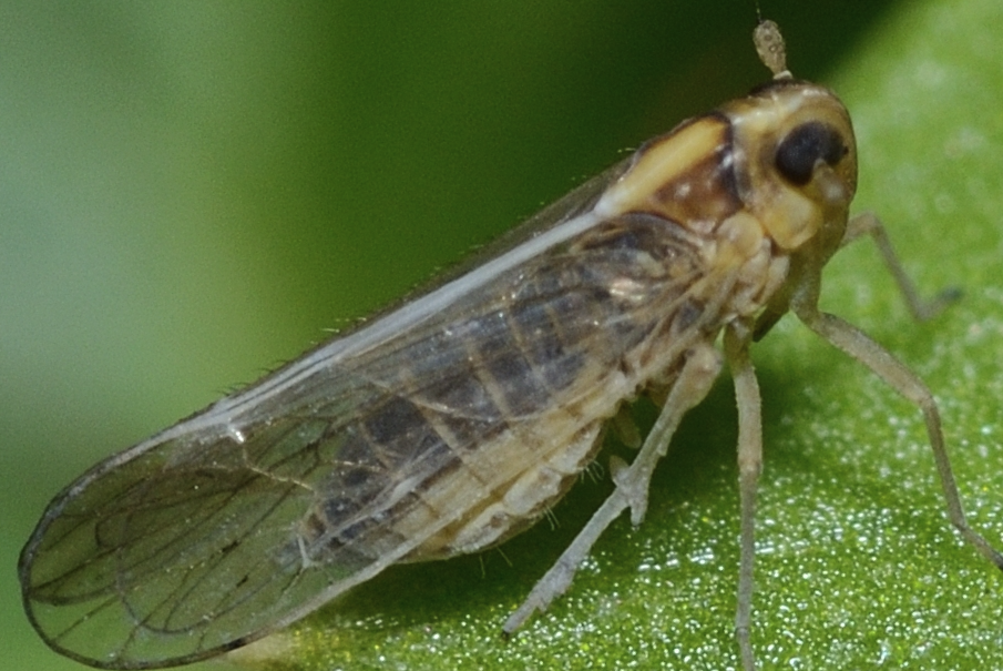 白背飞虱对哪些农作物有影响，如何防治?