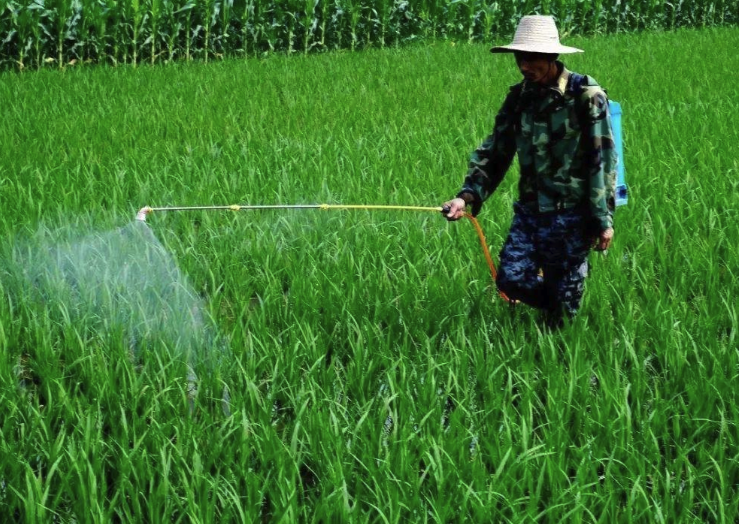 丙虫嗪是什么农药，可以消灭水稻的哪些害虫?