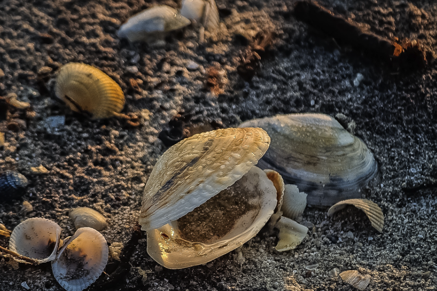 蚵蚌有哪些生态习性，分布在哪些地区？