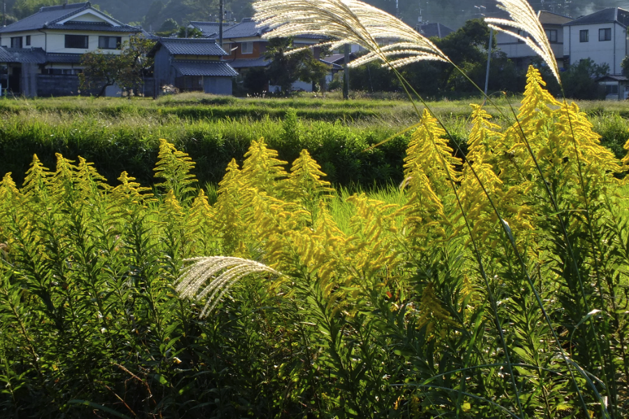 一枝黄花如何进行栽培，需要准备什么？