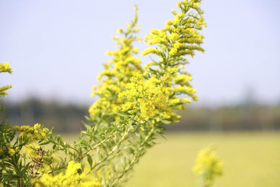 一枝黄花有哪些生态习性，花期在什么时候？