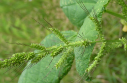 <strong>雀麦草主要有哪些用途，可以进行饲喂牛羊吗?</strong>