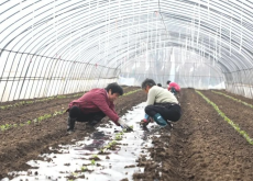 <strong>豇豆用地膜覆盖种植有哪些好处?</strong>