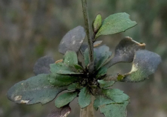 拟南芥是什么植物，有什么形态特点?