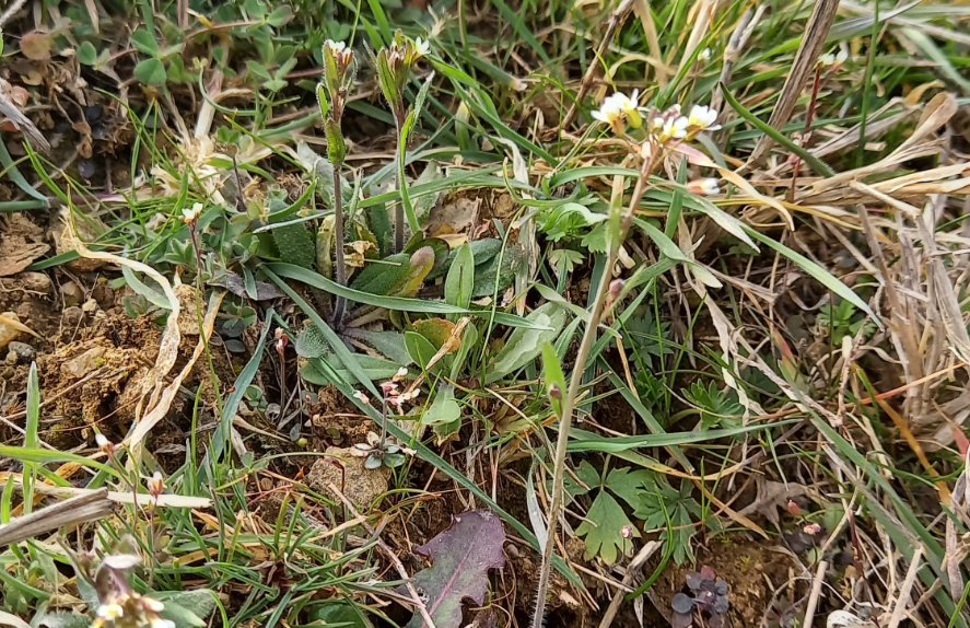 拟南芥是什么植物，有什么形态特点?