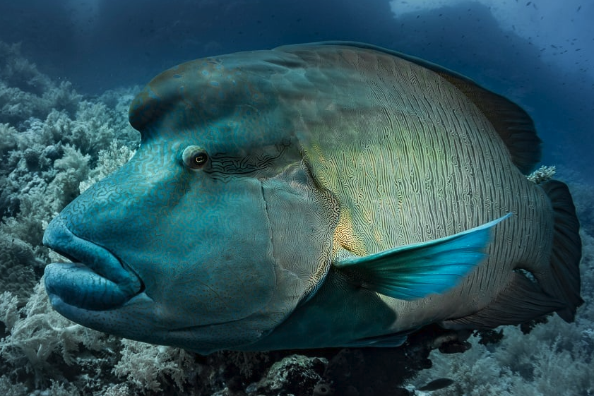 曲纹唇鱼有什么形态特点，分布在哪些海域?
