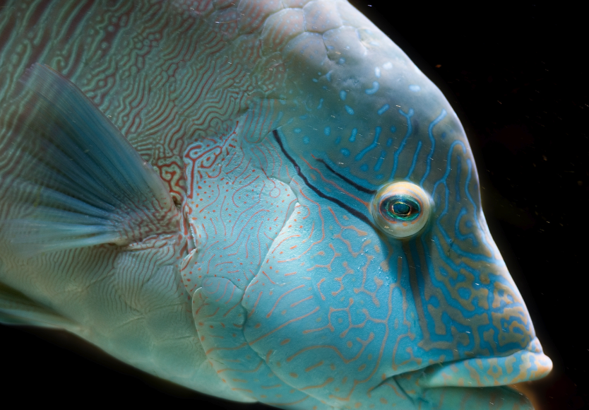 曲纹唇鱼有哪些饮食习性，寿命一般多久?